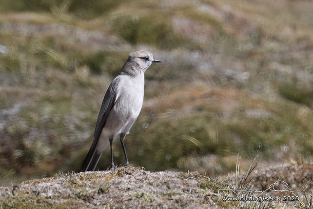 WHITE-FRONTED GROUND TYRANT (Muscisaxicola albifrons) - Stäng / close
